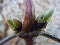 0033Knospen.webp