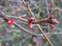 0032Knospen.webp
