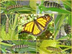 Collage Monarch-Raupe tn.jpg