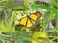 Collage Monarch-Raupe tn.webp