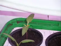 pepper_sweet_lilac_f1.webp