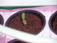 pepper_hot_unknown.webp