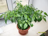 SAM_0275.webp