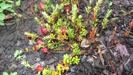 cranberries.webp