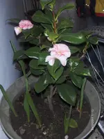 HPIM6132.webp