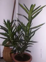 HPIM6133.webp