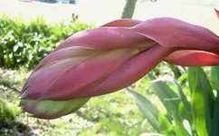 Knospen (1).webp