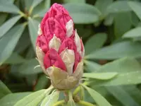 Knospen (2).webp