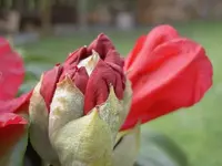 Knospen (3).webp