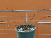 himbeere6.webp