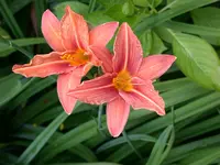 DSCN6904.webp