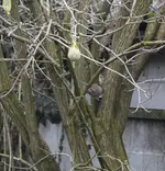 Ratte_2.webp