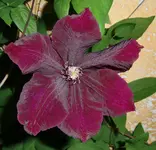 CIMG0868.webp