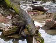 2 Fischotter.webp