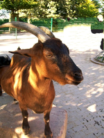 100_1596.webp