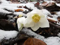 PICT0270.webp