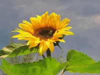 Februar 2011 Sonnenblumen.webp