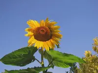 Februar 2011 Sonnenblumen (1).webp