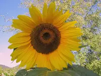 Februar 2011 Sonnenblumen (2).webp