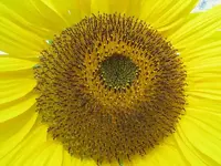 Februar 2011 Sonnenblumen (3).webp