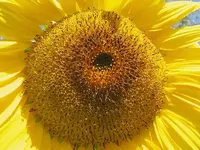 Februar 2011 Sonnenblumen (4).webp