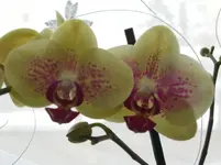 CIMG3683.webp
