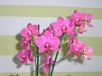 CIMG3686.webp