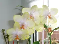 CIMG3687.webp