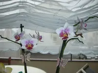 CIMG3691.webp