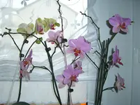 CIMG3690.webp