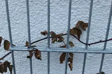 IMG_1196.webp