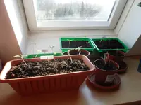 SDC12204.webp