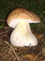 pilz1.webp