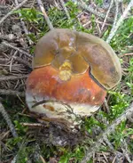 pilz0.webp