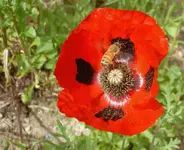 Mohnblueten.webp