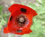 Mohnblueten (2).webp