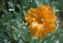 Mohnblueten (1).webp