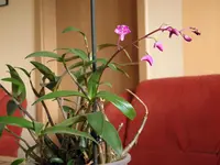 dendrobium kingianum.webp