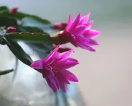 Kaktus4_4.webp