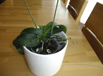 DSCF7533.webp