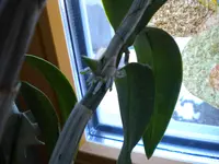 Orchidee.webp