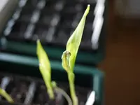 P1070046.webp