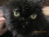 kimba 014.webp