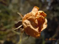 Rose im Februar003.webp