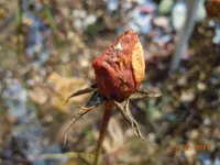 Rose im Februar009.webp