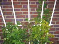 Clematis und mehr.webp