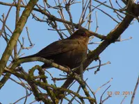 Amsel002.webp