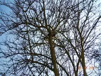 Mieze012.webp