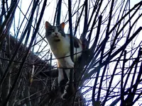Mieze025.webp