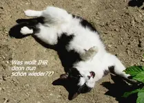 Copy of Januar 2011 543v.webp
